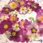♡new♡  ♡可愛い押し花セット♡ ♡たくさん入って使いやすい押し花セット♡