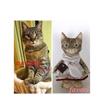 【オーダー様専用】うちの子♥猫人形  ぬいぐるみ