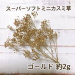 【送料無料】かすみ草 花材 ゴールド 約2g 大地農園 小分け