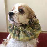 涼しげチェック❤︎グリーン　中型犬用スヌード　犬用スヌード