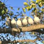 ヒナエナガちゃん(3体セット)