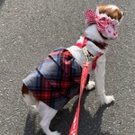 犬服オフホワイト・チェックフリフリワンピース新作梅春物