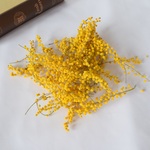 1個限り！！ミモザのお花をハンドメイド作りにどうぞ…