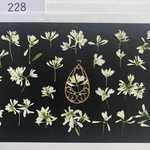 再販☆押し花素材228 まっ白なユーフォルビア（八重）