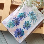 押し花 180　レースフラワー　グラデーション