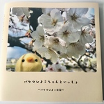 バケツひよこちゃん写真集