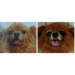 1511hi様専用　うちの子オーダー　犬　カムイくん　羊毛フェルト