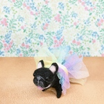 おめかしブルたん（ブリンドル）羊毛フェルト　フレンチブルドッグ