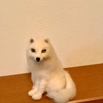 ホッキョクキツネ
