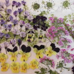 押し花 素材 ミモザ他春の小花セット 💐