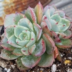 【送料込】アイスピンキー★抜き苗★エケベリア★多肉★多肉植物★寄せ植え★