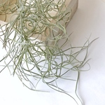 【SALE】シェア花材☆スパニッシュモス　エアープランツ（チランジア）