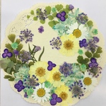  NO.420 お買得品❣️フラワーガーデン㉒／押し花素材