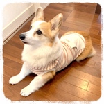 犬服＊ピンクパイルボーダー
