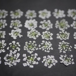 レースフラワー35枚〜40枚入り【押し花花材】