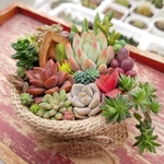 多肉植物　寄せ植え♪