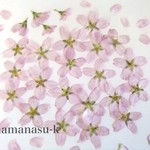 [ 押花素材34]　桜　（東海桜）