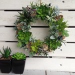 多肉植物のリース
