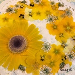 ♡new♡  ♡可愛い押し花セット♡ ♡たくさん入って使いやすい押し花セット♡