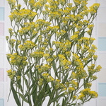 押し花商品【ソリダスター】