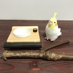 【いろは🕊様オーダー】檜のごはんテーブル（穂挿しシングル）＋樫のY字パーチ