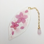 優しく舞う桜☆淡桜