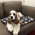 春の新作❤︎カフェマット　カフェ柄　中型犬〜