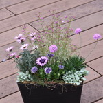 3月の寄せ植え 香り立つ ボロニアホワイトラブの寄せ植え  プランター 