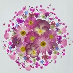 押し花素材　ピンクフラワー
