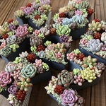 多肉植物　アルファベット寄せ植え　フェイクグリーン　K