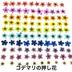 【100枚】コデマリの押し花