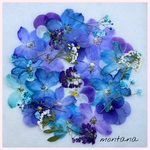 再販　479.押し花アソート〜パープル　ブルー系　押し花mix 押し花素材
