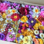 ドライフラワー アソート【春のお花畑】花材 色々 詰め合わせ♪