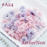 #A24かすみ草_桜色・薄紫ミックス