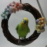 ※専用ページです※midorimaru様ご依頼、セキセイインコのリース♪