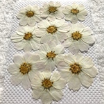 白いコスモス　押し花