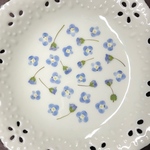 オオイヌのフグリ(押し花)