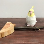 檜と樫のステージパーチ（S）