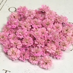 小粒　かすみ草　ドライフラワー  pretty pink