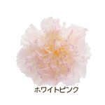 カーネーション シャーベットピンク☆母の日☆ハーバリウム☆フラワーアレンジメント