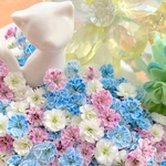 かすみ草ドライフラワー