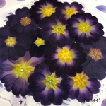 ♡new♡  ♡可愛いジュリアン押し花セット♡ ♡使いやすい少量の押し花セット♡