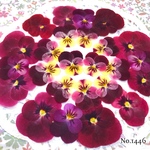 ♡new♡作家様必見♡ ♡赤花処理済み♡ ♡人気のビオラ♡押し花セット