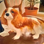 キャバリアキングチャールズスパニエル