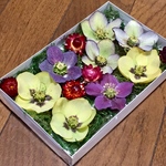 お花屋さんが作ったクリスマスローズのお詰め合わせ  ⑤