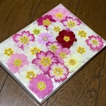お花屋さんが作った春色プリムラお詰め合わせ   サクラサク‼️ ①