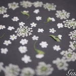 ホワイト忘れな草・レースフラワー【押し花花材】