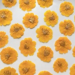 【20枚】コスモスの押し花　イエロー