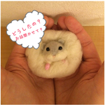 どこでも羊毛ハムスター☆なんでも聞くよ？