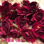 ミニ薔薇（開花）ドライフラワー★20輪セット+おまけ3輪付き！★今だけお値下げ中